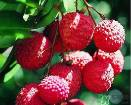 吃荔枝為什么會暈倒？吃荔枝暈倒怎么回事？