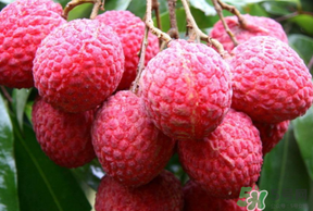 荔枝病是什么？荔枝病怎么治？