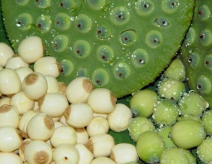 新鮮蓮子什么時候有？新鮮蓮子幾月有？