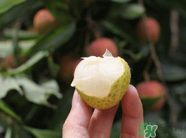 荔枝為什么不能多吃？荔枝吃多了有什么危害？