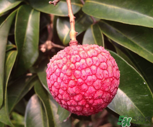 荔枝吃多了會(huì)胖嗎？吃荔枝會(huì)長胖嗎？