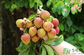 吃荔枝會(huì)流鼻血嗎？荔枝吃多了會(huì)流鼻血嗎？