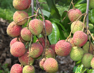 荔枝吃多了會流鼻血嗎？吃荔枝會流鼻血嗎？