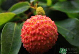 吃荔枝會(huì)流鼻血嗎？荔枝吃多了會(huì)流鼻血嗎？