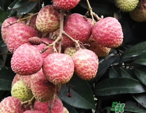 荔枝吃多了會流鼻血嗎？吃荔枝會流鼻血嗎？