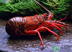 活龍蝦可以放冰快上保鮮嗎？活龍蝦怎么保鮮？