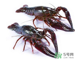 活龍蝦可以放冰快上保鮮嗎？活龍蝦怎么保鮮？