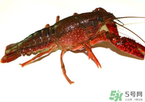 活龍蝦可以放冰快上保鮮嗎？活龍蝦怎么保鮮？