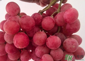 提子爛了還能吃嗎？提子壞了可以吃嗎？