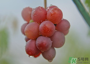 提子皮澀怎么處理？提子皮澀能吃嗎？