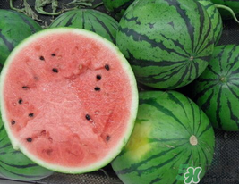 西瓜籽怎么種植？西瓜籽能種出西瓜嗎？