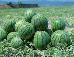 小西瓜叫什么名字？小西瓜是轉(zhuǎn)基因嗎？