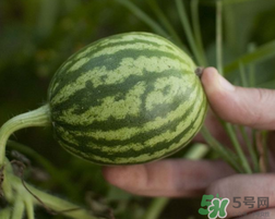 小西瓜能吃嗎？小西瓜孕婦可以吃嗎？