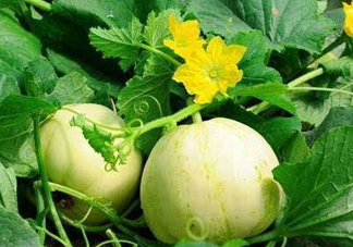 梨瓜上火嗎？梨瓜吃了上火嗎？