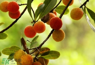 楊梅酒放糖好還是不放糖好？楊梅酒放什么糖好？