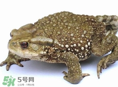 蟾蜍怎么讀？蟾蜍是保護(hù)動(dòng)物嗎？