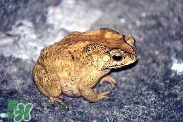 蟾蜍有毒嗎？蟾蜍皮有毒嗎