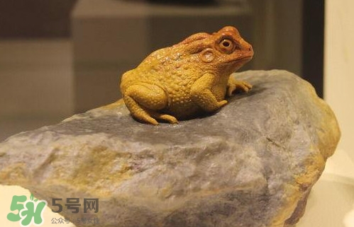 蟾蜍能活多久？蟾蜍可以活多少年