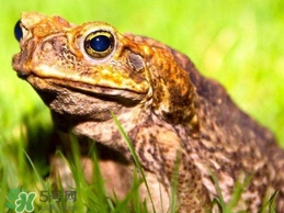 蟾蜍是不是癩蛤?。矿蛤芎颓嗤艿膮^(qū)別