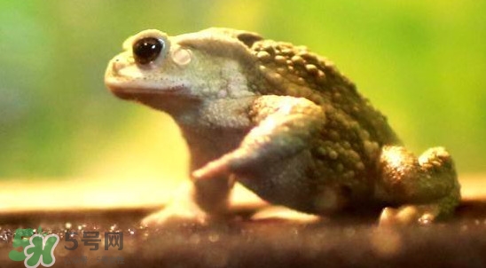 蟾蜍是害蟲還是益蟲？蟾蜍是幾級保護動物