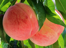 雪桃多少錢一斤？雪桃多少錢一斤2017？