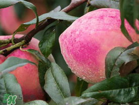 雪桃什么時候成熟？麗江雪桃什么時候成熟？