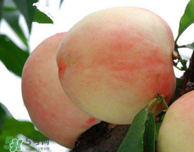 雪桃什么時候成熟？麗江雪桃什么時候成熟？