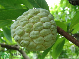 番荔枝什么時(shí)候成熟？番荔枝什么時(shí)候開花？