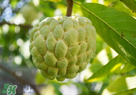 番荔枝什么時(shí)候成熟？番荔枝什么時(shí)候開花？