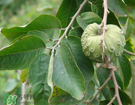 番荔枝什么時(shí)候成熟？番荔枝什么時(shí)候開花？