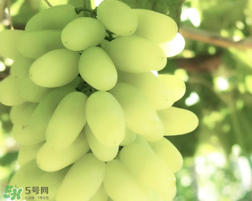 馬奶葡萄什么時候上市？馬奶葡萄2017上市時間
