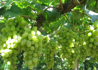 馬奶葡萄什么時候上市？馬奶葡萄2017上市時間