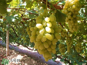 馬奶葡萄多少錢一斤？馬奶葡萄2017價格