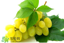 馬奶葡萄多少錢一斤？馬奶葡萄2017價格