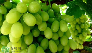 馬奶葡萄多少錢一斤？馬奶葡萄2017價格