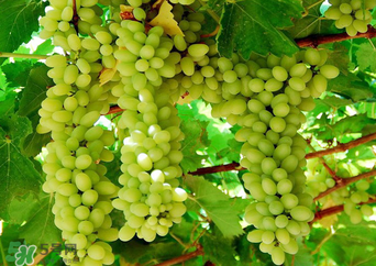 馬奶葡萄多少錢一斤？馬奶葡萄2017價格