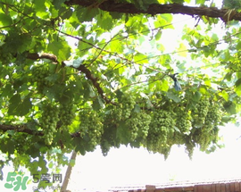 孕婦可以吃馬奶葡萄嗎？馬奶葡萄孕婦能吃嗎？