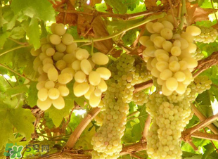 孕婦可以吃馬奶葡萄嗎？馬奶葡萄孕婦能吃嗎？