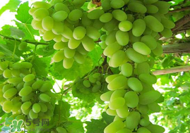 孕婦可以吃馬奶葡萄嗎？馬奶葡萄孕婦能吃嗎？