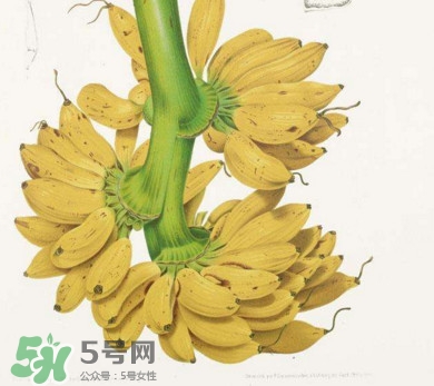 芭蕉里面的黑籽是什么？芭蕉是草本類還是木本類