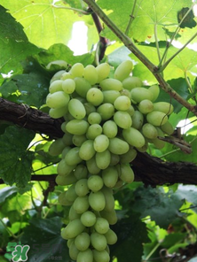 馬奶葡萄和青提區(qū)別 馬奶葡萄和青提有什么區(qū)別？