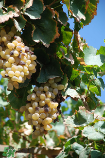 馬奶葡萄怎么保存？馬奶葡萄保存方法