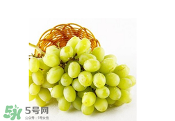 馬奶葡萄怎么保存？馬奶葡萄保存方法