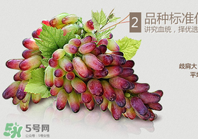 馬奶葡萄怎么保存？馬奶葡萄保存方法