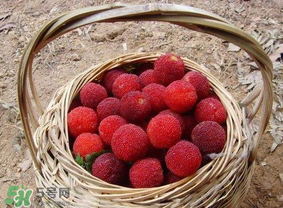 煮楊梅汁需要煮多長(zhǎng)時(shí)間？楊梅汁怎么煮？