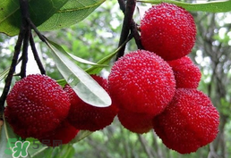 楊梅樹有公母之分嗎？楊梅樹怎么分公母？