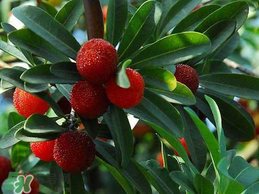 楊梅樹有公母之分嗎？楊梅樹怎么分公母？