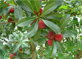 楊梅樹有公母之分嗎？楊梅樹怎么分公母？