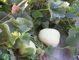 梨瓜是熱性還是涼性？梨瓜是酸性還是堿性？