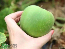 梨瓜是熱性還是涼性？梨瓜是酸性還是堿性？